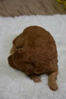 Mia, a female Poodle - Toy  for sale in Ladysmith, WI – Photo 3 of 7