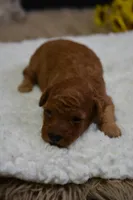 Mia, a female Poodle - Toy  for sale in Ladysmith, WI – Photo 6 of 7