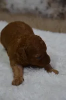 Mia, a female Poodle - Toy  for sale in Ladysmith, WI – Photo 4 of 7