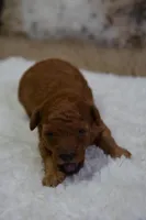 Mia, a female Poodle - Toy  for sale in Ladysmith, WI – Photo 2 of 7