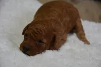 Mia, a female Poodle - Toy  for sale in Ladysmith, WI – Photo 7 of 7