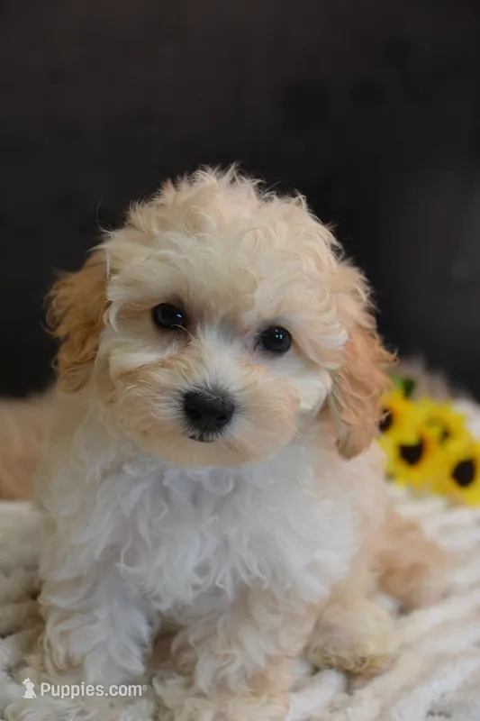 Hudson – Maltipoo puppy for sale in Ladysmith, WI