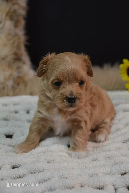 Dozer – Maltipoo puppy for sale in Ladysmith, WI