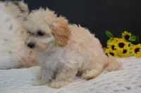 Hudson, a male Maltipoo for sale in Ladysmith, WI – 8 of 10