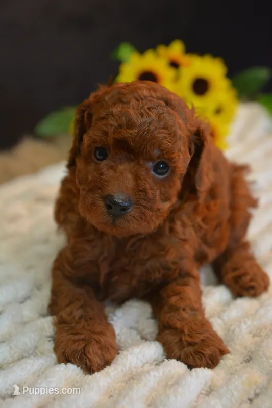 Kip -AKC – Poodle - Toy  puppy for sale in Ladysmith, WI