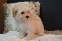Harley, a male Maltipoo for sale in Ladysmith, WI – 6 of 8