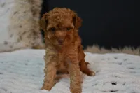 Felix , a male Poodle - Toy  for sale in Ladysmith, WI – 2 of 8