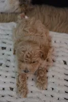 Hershey, a male Maltipoo for sale in Ladysmith, WI – 1 of 8