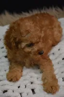 Caesar, a male Poodle - Toy  for sale in Ladysmith, WI – 6 of 10