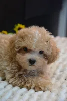 Hugo, a male Maltipoo for sale in Ladysmith, WI – 10 of 10