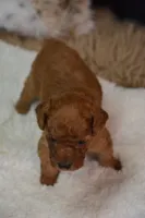 Leo, a male Poodle - Toy  for sale in Ladysmith, WI – 3 of 8