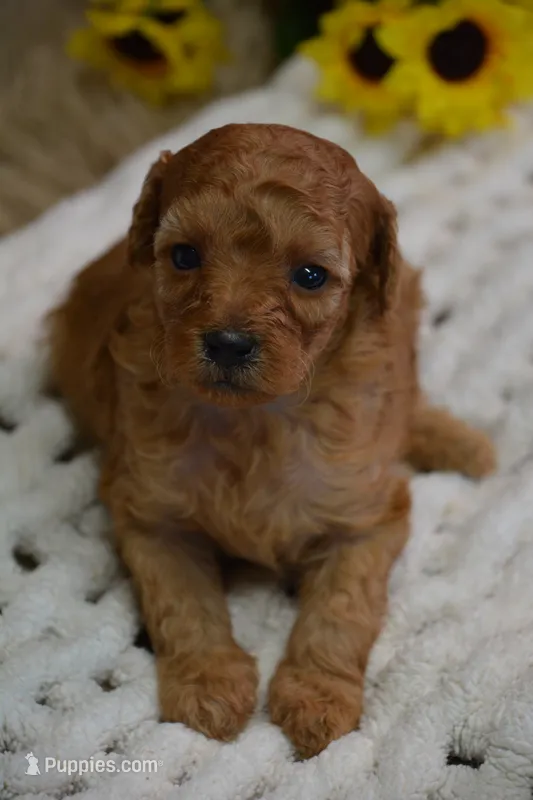 Caesar – Poodle - Toy  puppy for sale in Ladysmith, WI