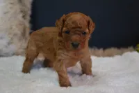 Leo, a male Poodle - Toy  for sale in Ladysmith, WI – 4 of 8