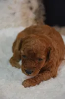 Kai, a male Poodle - Toy  for sale in Ladysmith, WI – 3 of 10