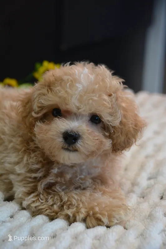 Hugo – Maltipoo puppy for sale in Ladysmith, WI
