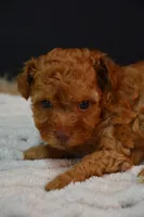 Felix , a male Poodle - Toy  for sale in Ladysmith, WI – 5 of 8