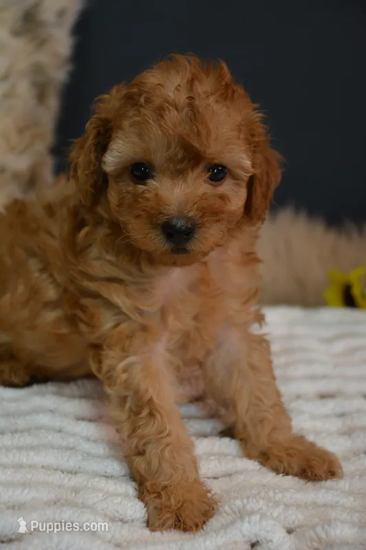 Caesar – Poodle - Toy  puppy for sale in Ladysmith, WI