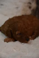 Kahlua, a female Poodle - Toy  for sale in Ladysmith, WI – 4 of 8
