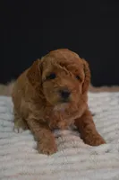 Izzy, a female Poodle - Toy  for sale in Ladysmith, WI – 2 of 10