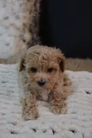 Hershey, a male Maltipoo for sale in Ladysmith, WI – 3 of 8