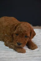 Ivy, a female Poodle - Toy  for sale in Ladysmith, WI – 6 of 10