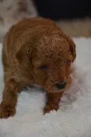 Flint, a male Poodle - Toy  for sale in Ladysmith, WI – 4 of 10