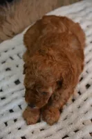 Kai, a male Poodle - Toy  for sale in Ladysmith, WI – 8 of 8