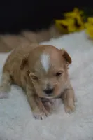 Dusty, a male Maltipoo for sale in Ladysmith, WI – 3 of 6