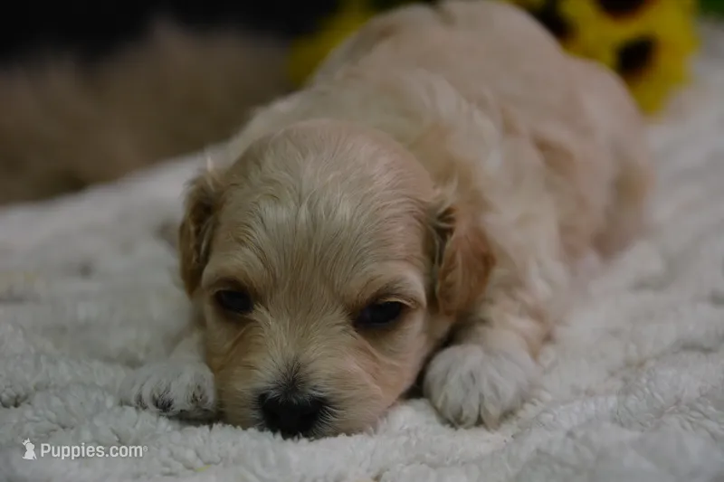 Hudson – Maltipoo puppy for sale in Ladysmith, WI