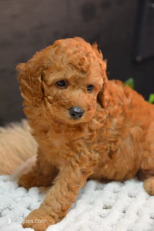 Kai – Poodle - Toy  puppy for sale in Ladysmith, WI