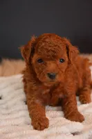 Jazzy, a female Poodle - Toy  for sale in Ladysmith, WI – 6 of 7