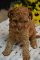 Felix , a male Poodle - Toy  for sale in Ladysmith, WI – 6 of 8