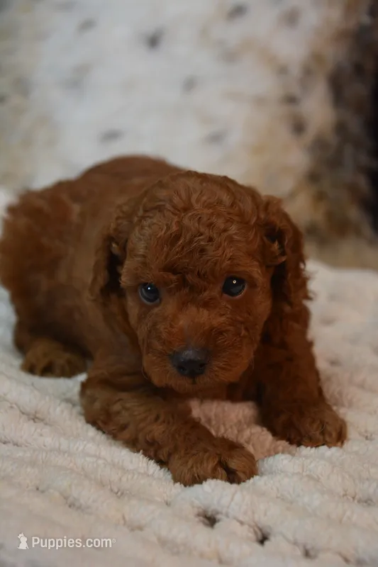 Koda -AKC – Poodle - Toy  puppy for sale in Ladysmith, WI