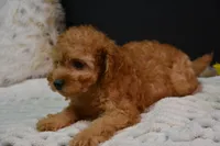 Caesar, a male Poodle - Toy  for sale in Ladysmith, WI – 5 of 10