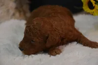 Koda, a male Poodle - Toy  for sale in Ladysmith, WI – 4 of 9