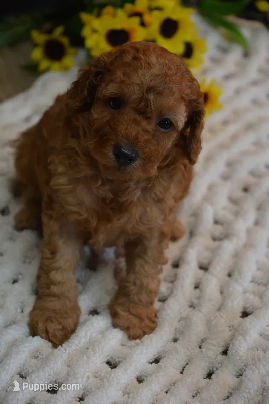 Kai – Poodle - Toy  puppy for sale in Ladysmith, WI