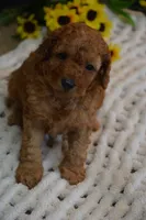 Kai, a male Poodle - Toy  for sale in Ladysmith, WI – 1 of 8