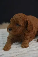 Ivy, a female Poodle - Toy  for sale in Ladysmith, WI – 5 of 10
