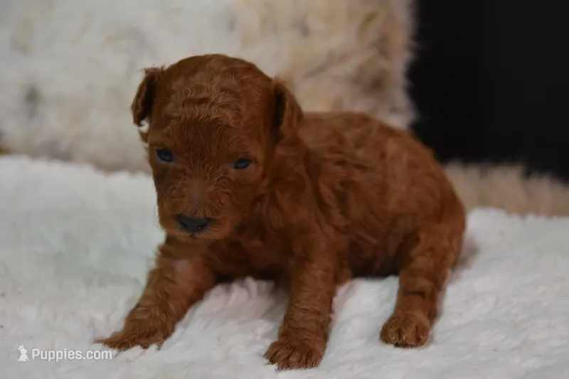 Cora – Poodle - Toy  puppy for sale in Ladysmith, WI