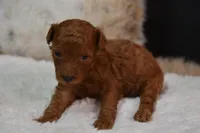 Cora, a female Poodle - Toy  for sale in Ladysmith, WI – Photo 1 of 7