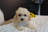 Hudson, a male Maltipoo for sale in Ladysmith, WI – 3 of 10