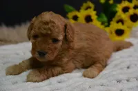 Gipsy, a female Poodle - Toy  for sale in Ladysmith, WI – 4 of 10