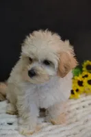 Harley, a male Maltipoo for sale in Ladysmith, WI – 5 of 8