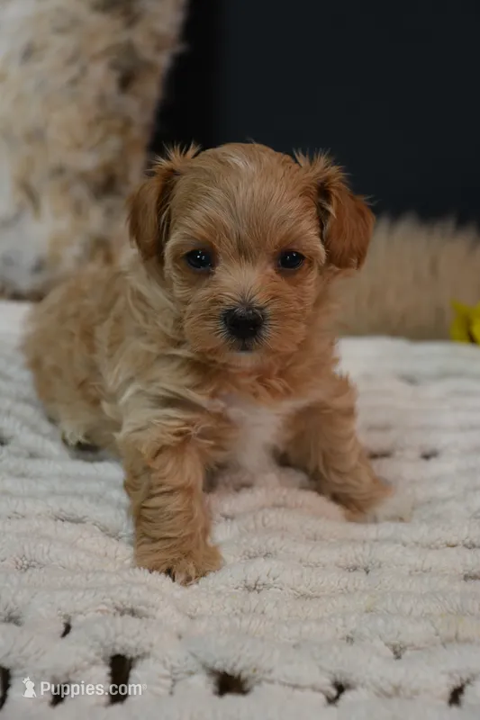 Dozer – Maltipoo puppy for sale in Ladysmith, WI