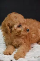 Caesar, a male Poodle - Toy  for sale in Ladysmith, WI – 7 of 10