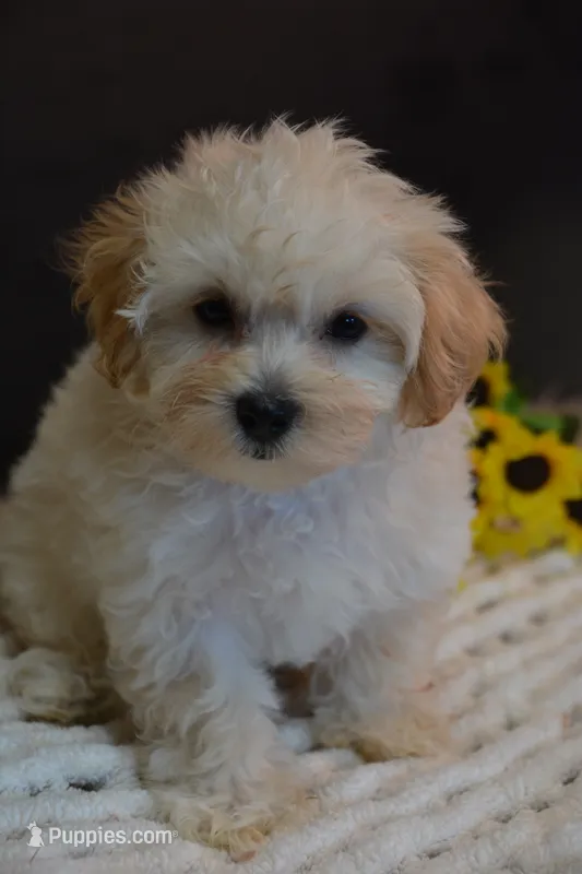 Harley – Maltipoo puppy for sale in Ladysmith, WI