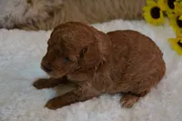 Flint, a male Poodle - Toy  for sale in Ladysmith, WI – 10 of 10