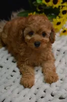 Caesar, a male Poodle - Toy  for sale in Ladysmith, WI – 4 of 10