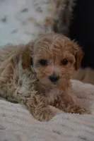Hershey, a male Maltipoo for sale in Ladysmith, WI – 4 of 8