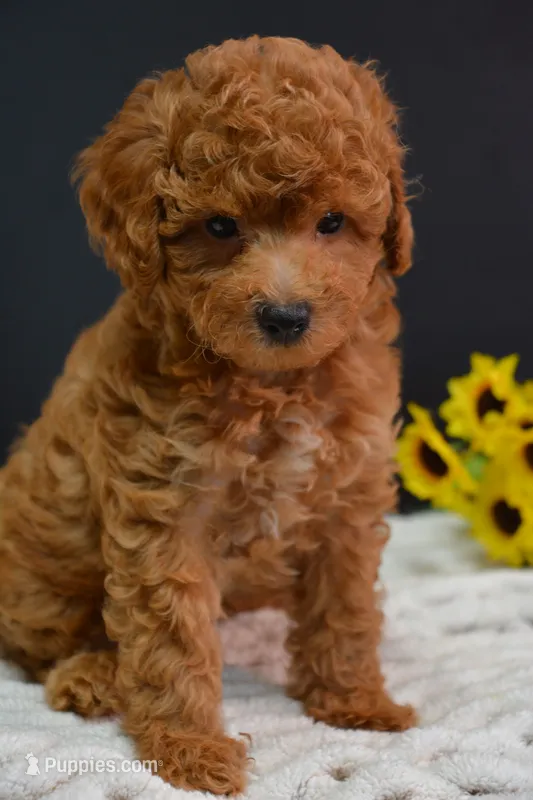 Flint – Poodle - Toy  puppy for sale in Ladysmith, WI